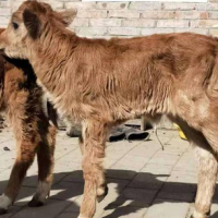 小牛犊