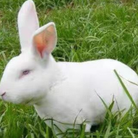 种兔 兔苗 肉兔