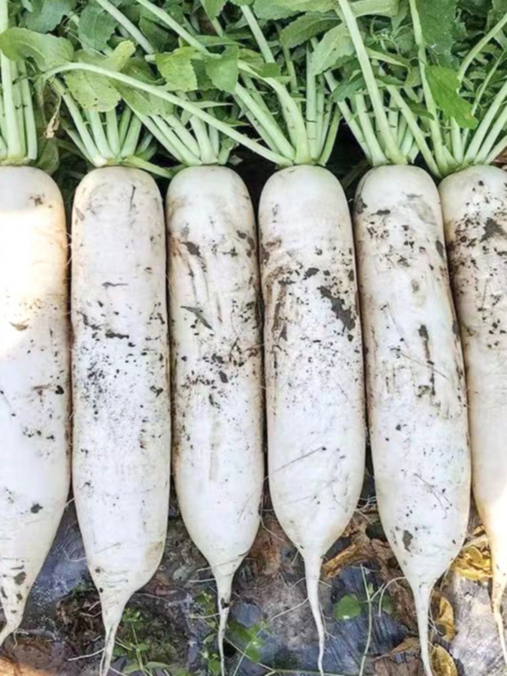 白萝卜农家自种现拔现发新鲜白萝卜可腌制泡菜可生吃蔬菜