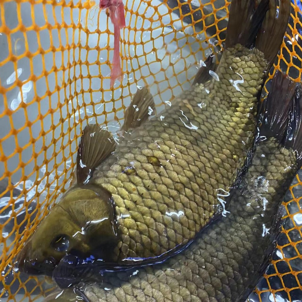 活鱼黄金鲫鱼生鲜活水产