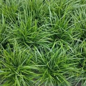 庭院绿化植物四季矮麦冬草苗