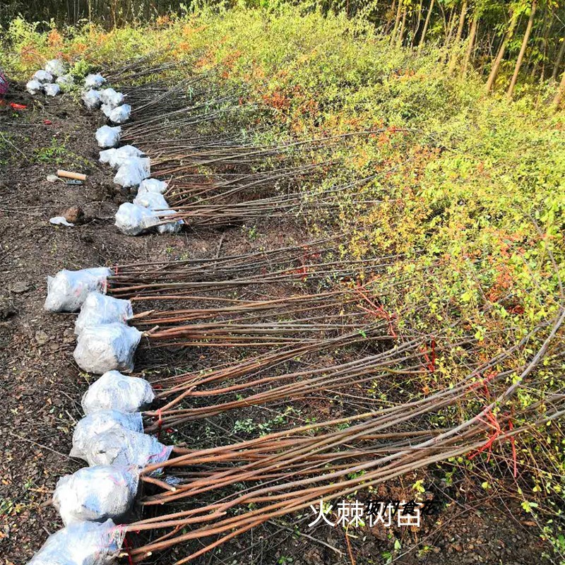 庭院花卉围墙篱笆绿篱小苗 火棘苗