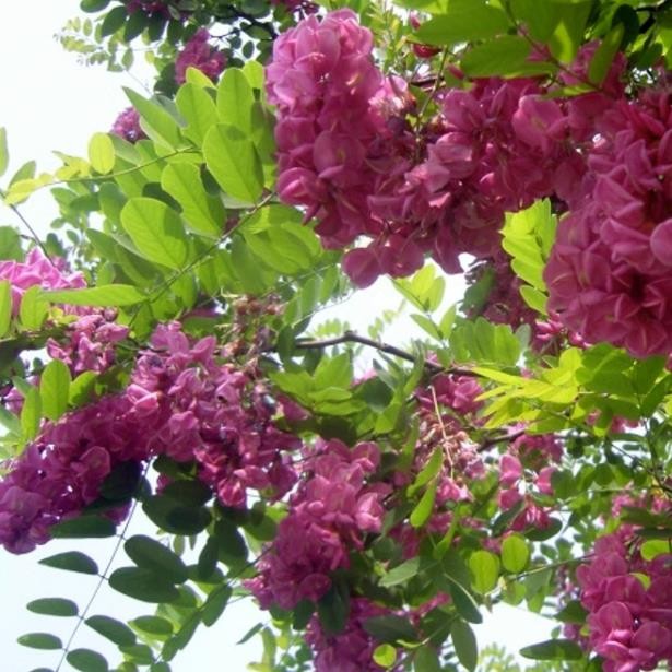 紫花槐