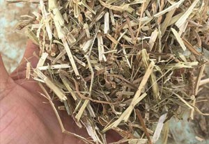 求购饲料新花生秧