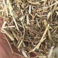 求购饲料新花生秧