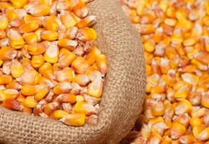 求购干玉米 黄玉米粒 50至500吨二等玉米