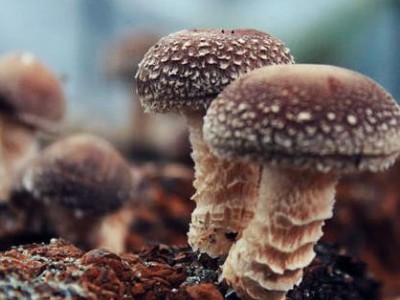 香菇