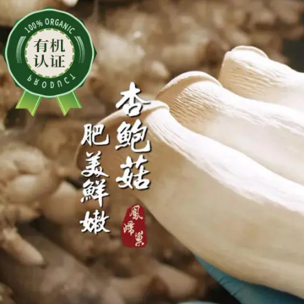 有机精品杏鲍菇