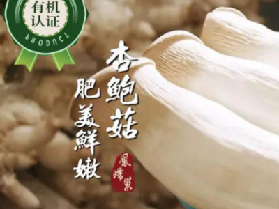 有机精品杏鲍菇